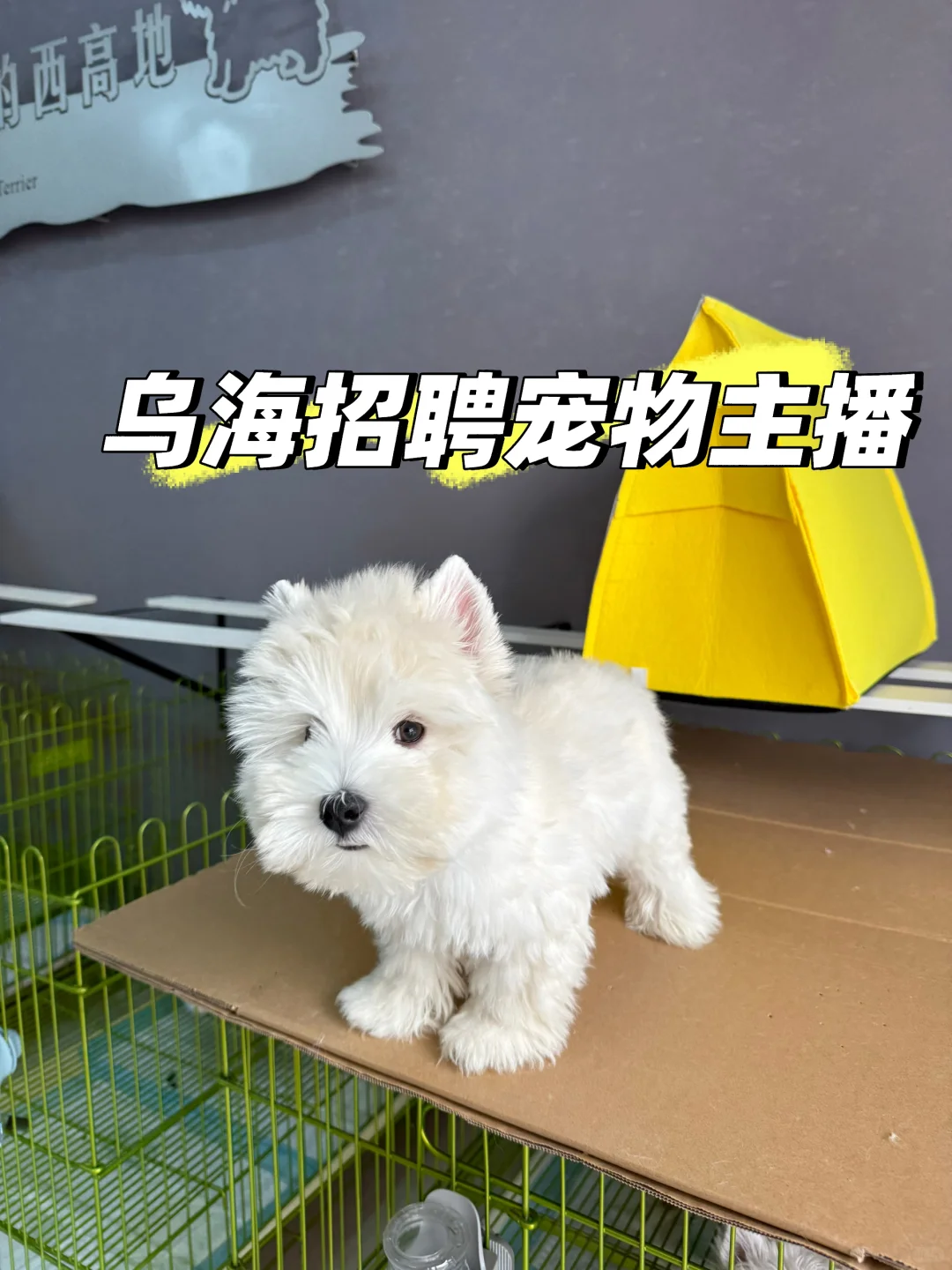 乌海地区招聘宠物主播