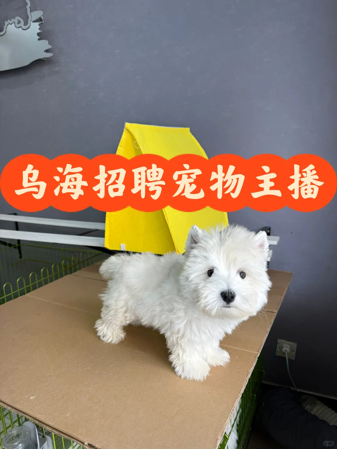 乌海地区招聘宠物主播