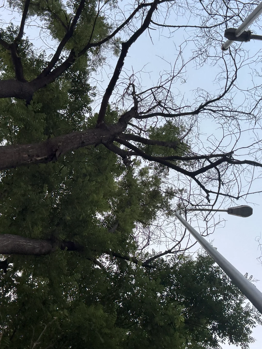 给想来作业帮的宝宝帮内推啦！