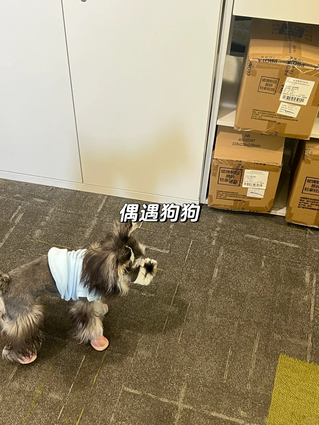 双非二本珀莱雅产品营销offer面经