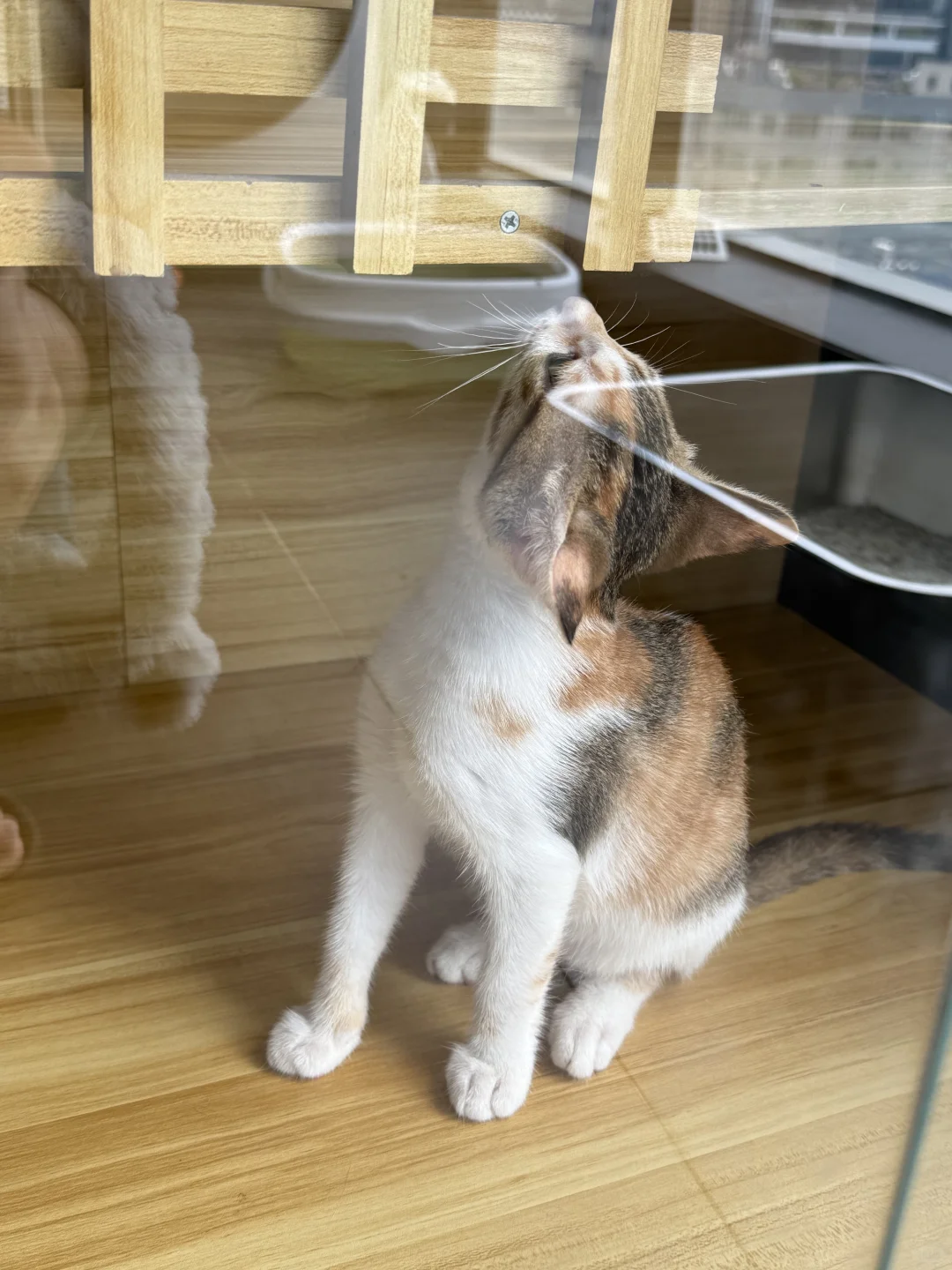 【急聘铲屎官！三花“小彩狸”在线碰瓷】🐱 —