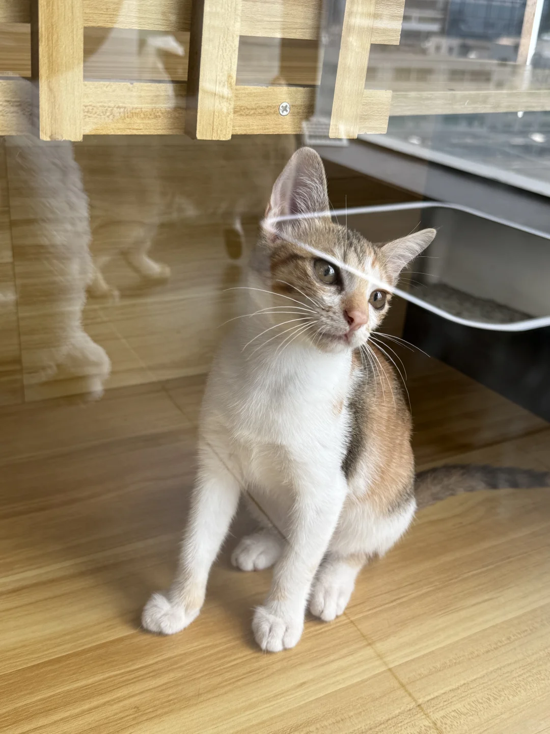 【急聘铲屎官！三花“小彩狸”在线碰瓷】🐱 —
