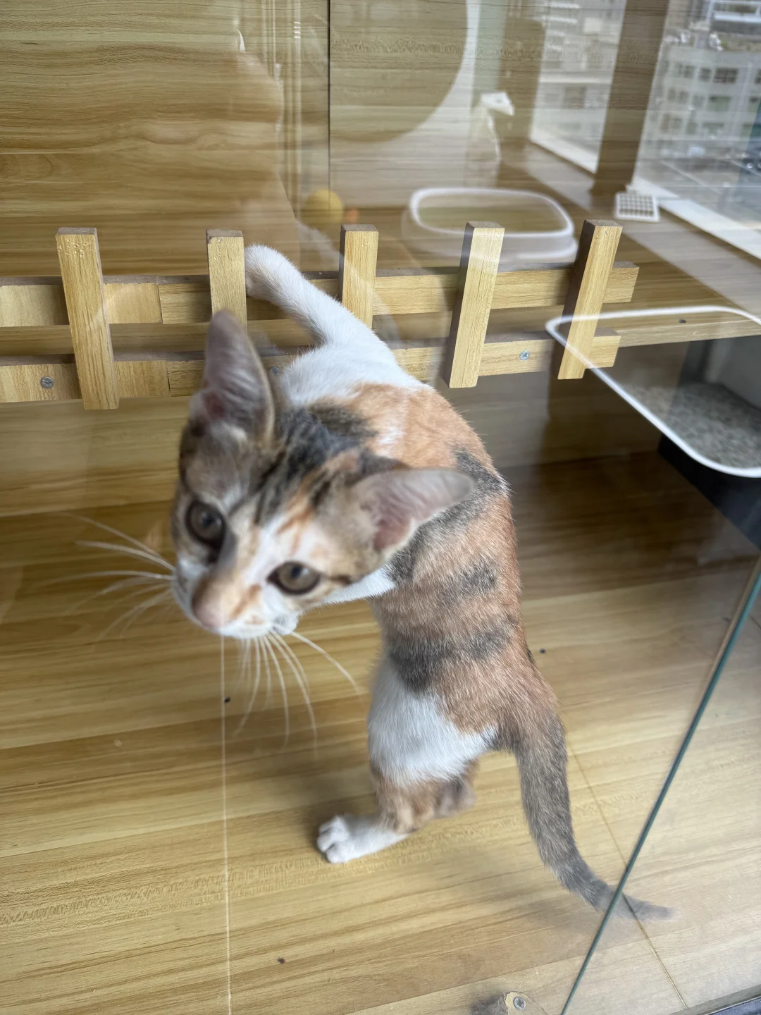 【急聘铲屎官！三花“小彩狸”在线碰瓷】🐱 —