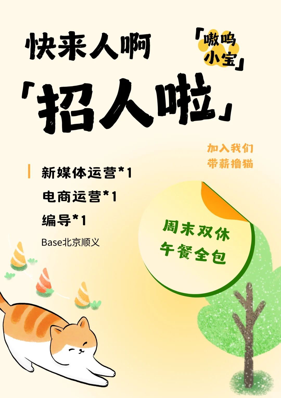 北京宠物公司招人啦～午餐全包，带薪撸猫！