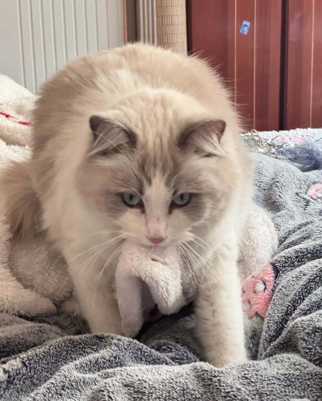 衡阳布偶猫妹妹急聘女婿！