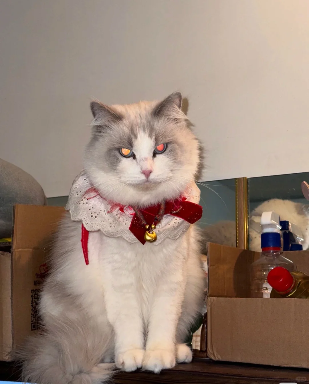 衡阳布偶猫妹妹急聘女婿！