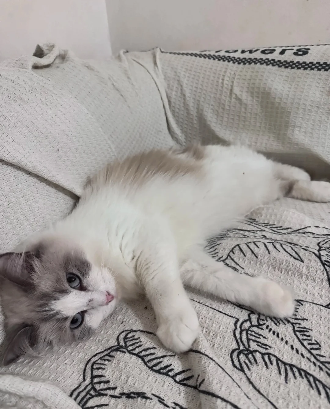 衡阳布偶猫妹妹急聘女婿！