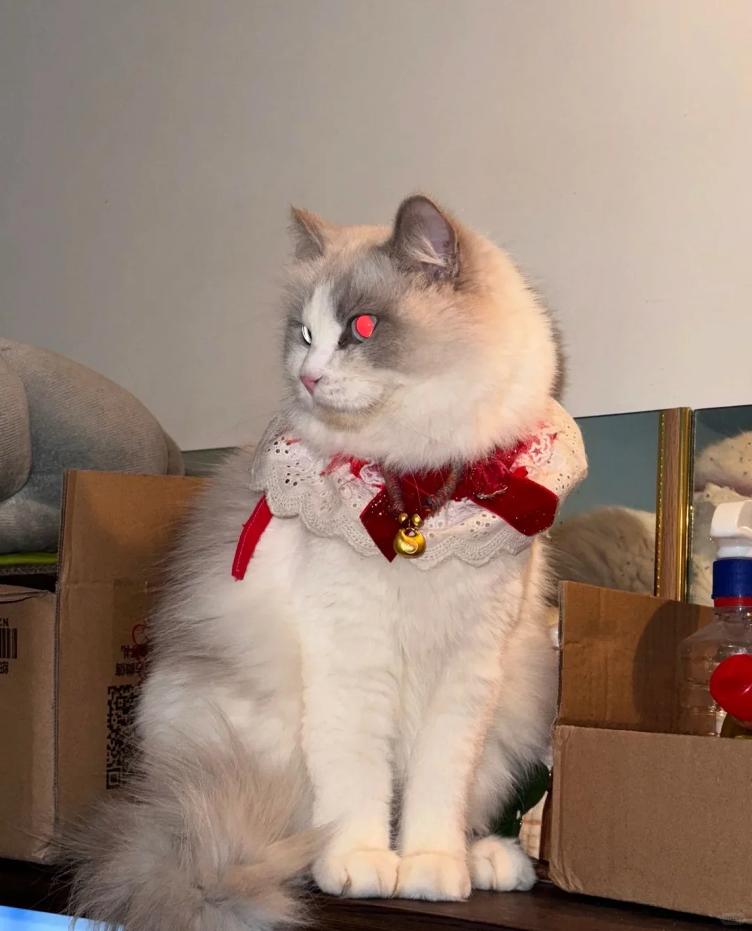 衡阳布偶猫妹妹急聘女婿！