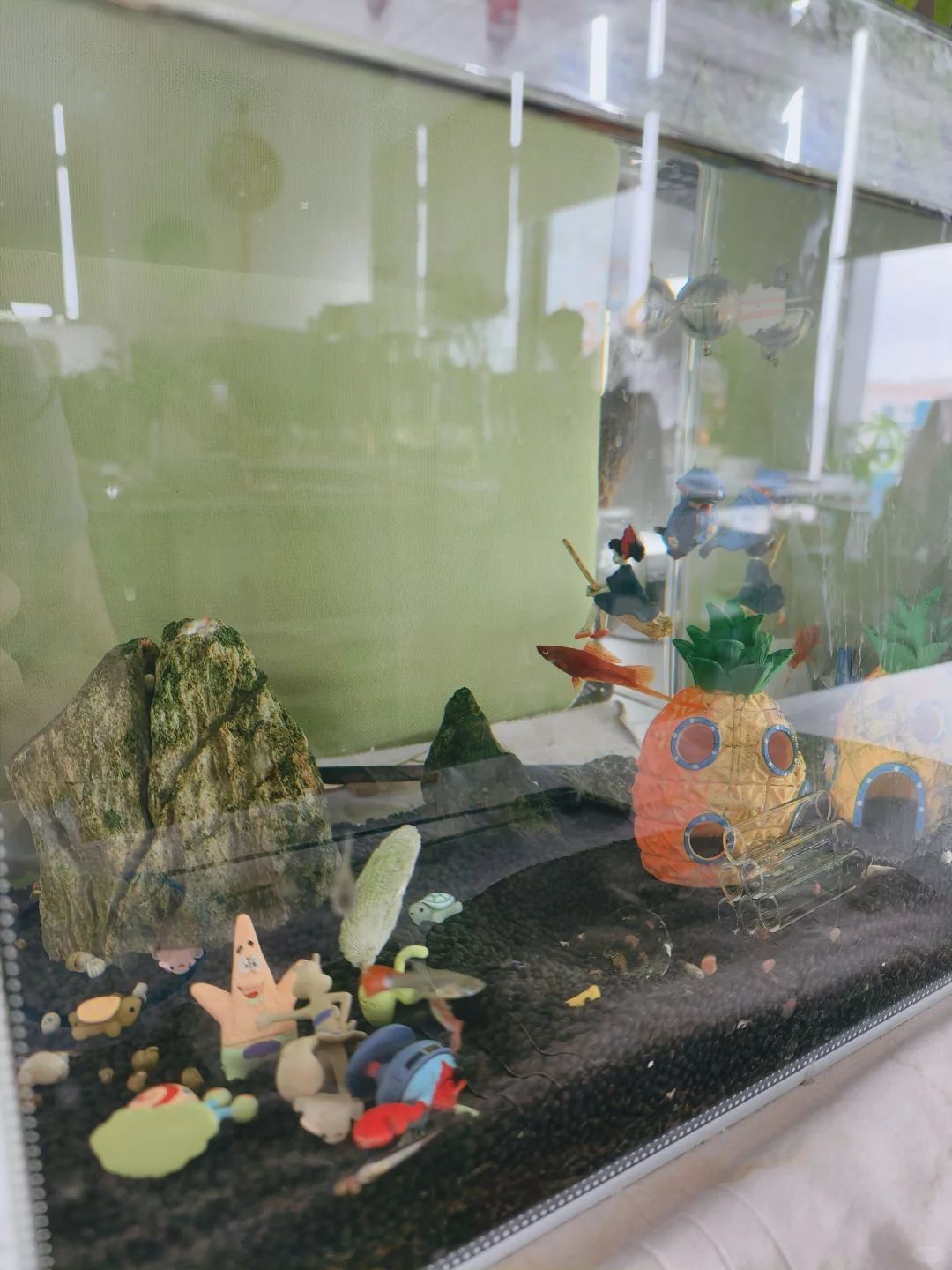 泉州招聘：快来我们公司和我一起养鱼🐟啊