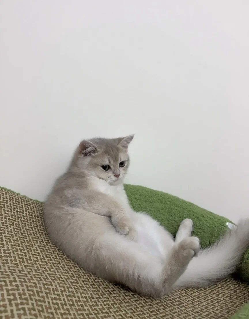找工作的看过来👏