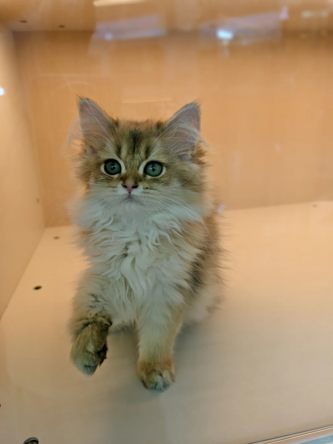 猫舍招人,欢迎来撸猫🥰