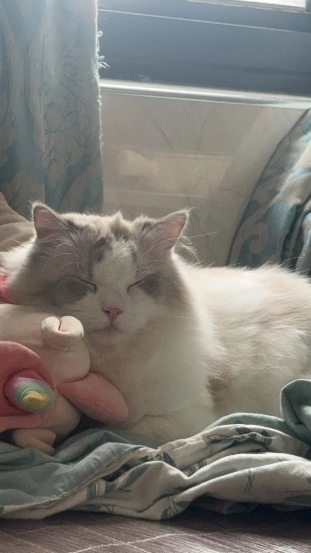 看猫猫+找工作=双管齐下