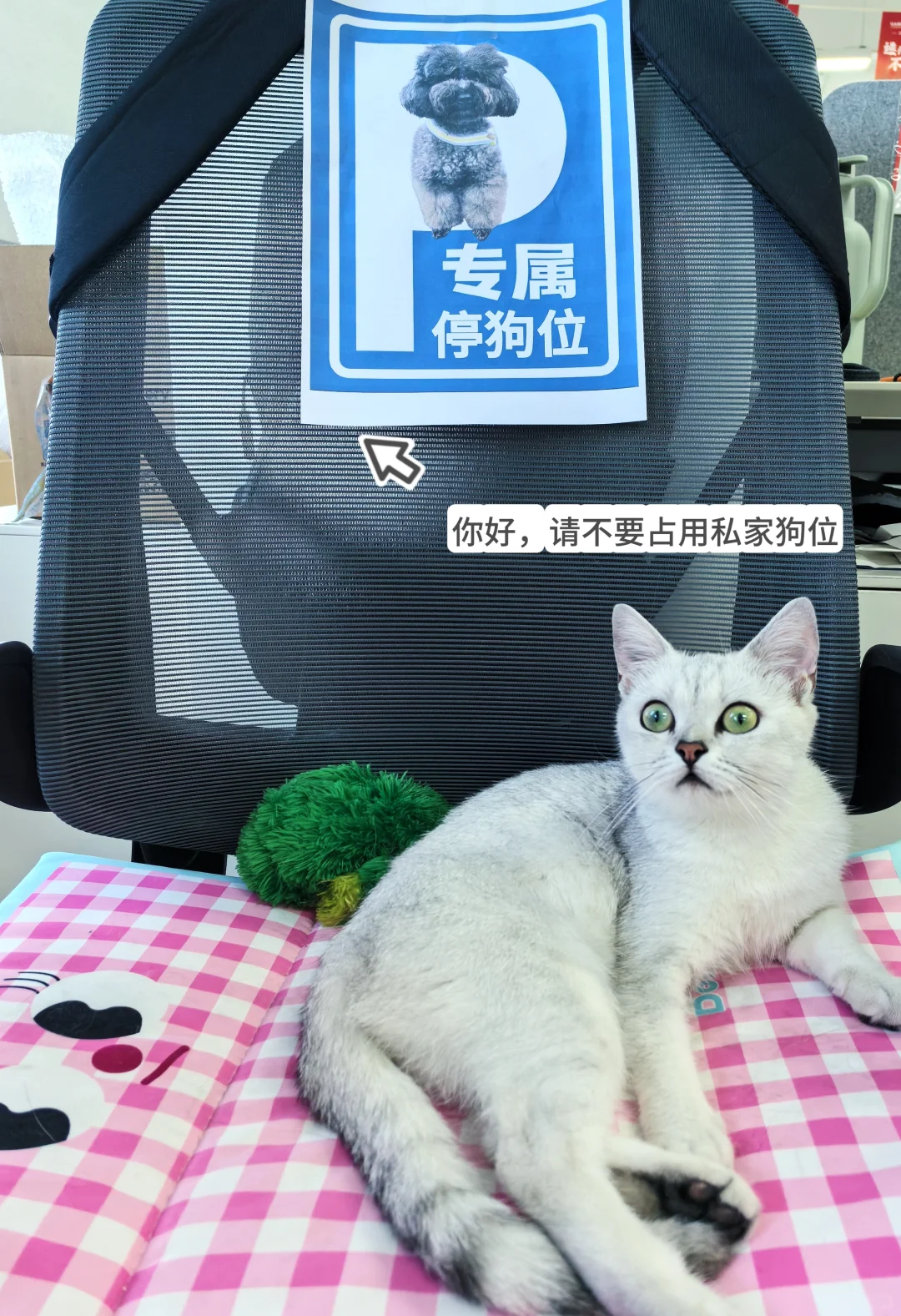 00后入职头部宠物公司的一天