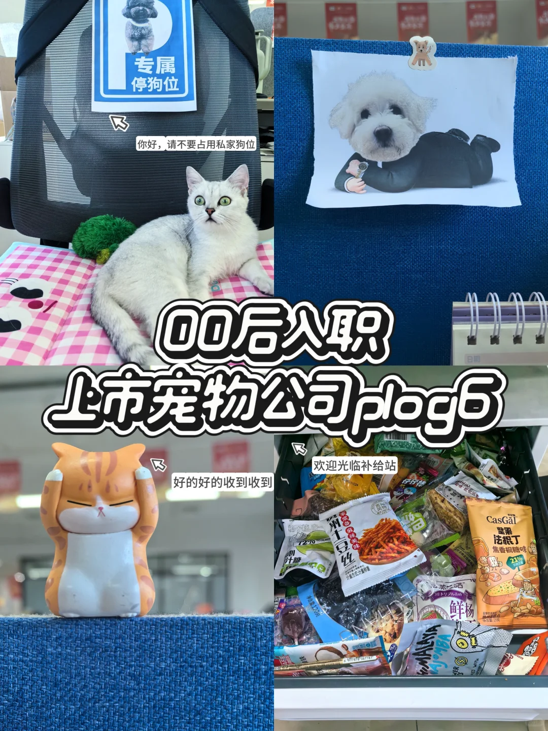 00后入职头部宠物公司的一天