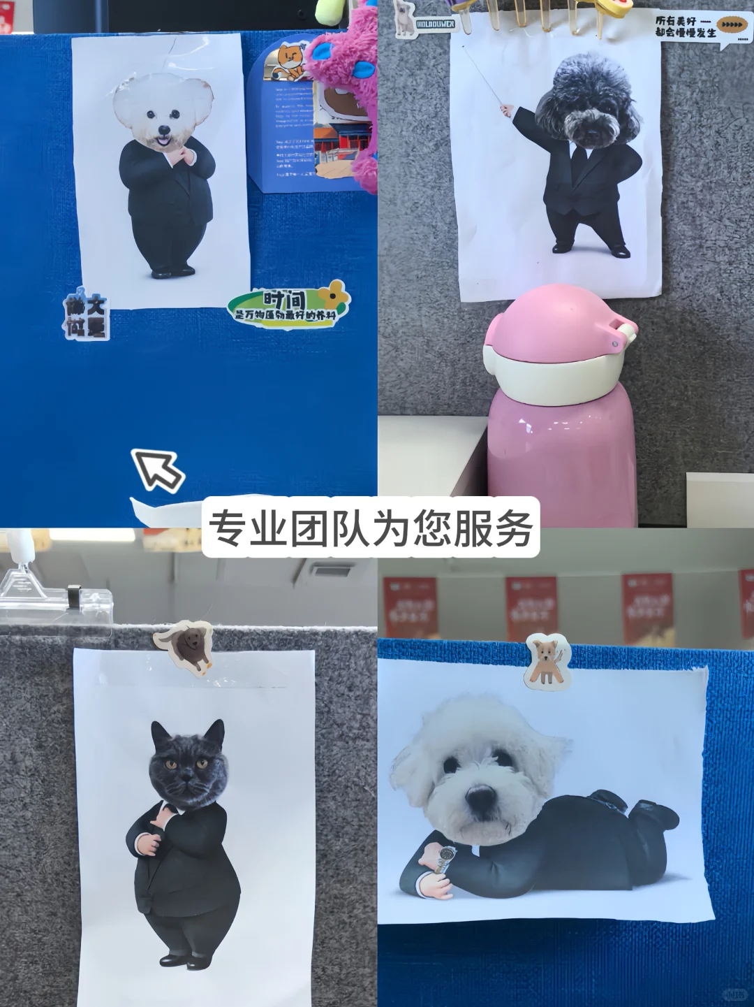 00后入职头部宠物公司的一天