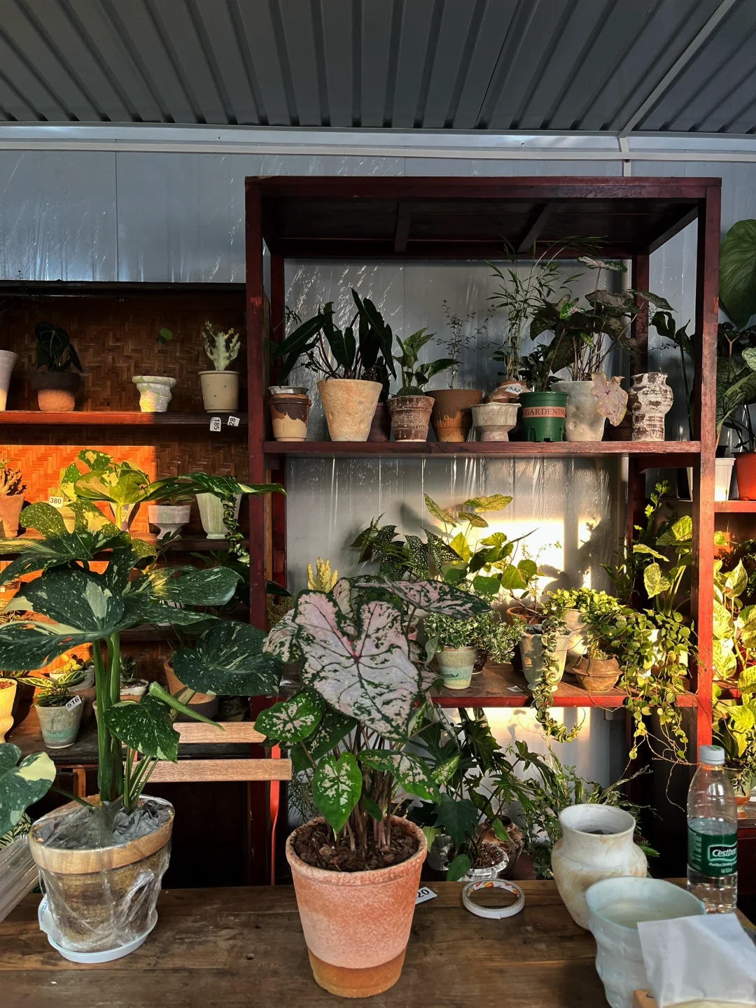 植物店招聘啦！ 如果你喜欢轻松舒适的环境