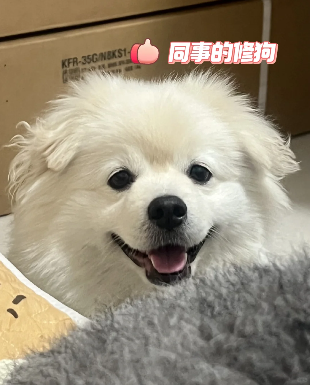 北京宠物公司招人啦！冲！带宠上班不是梦