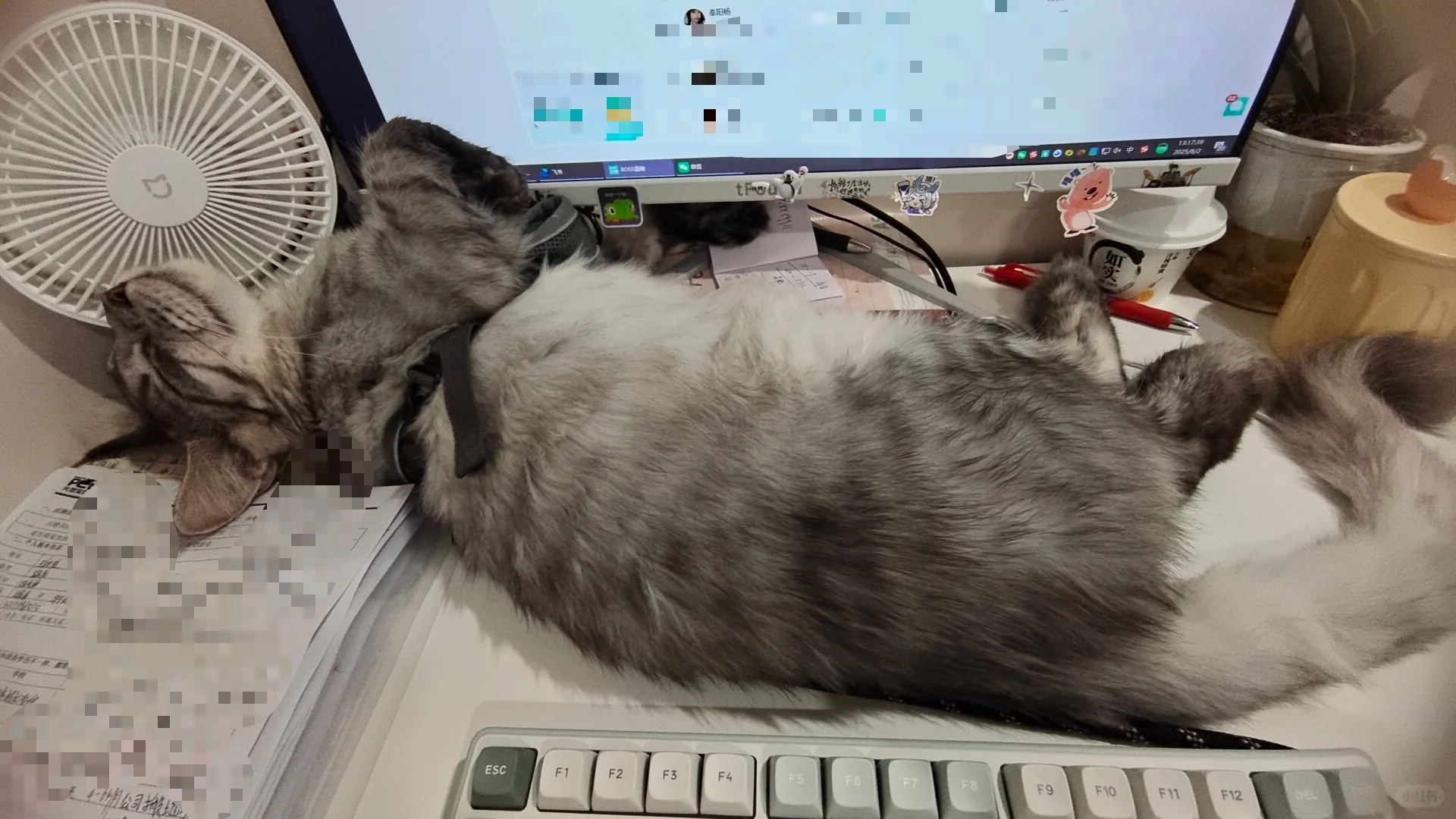 来吧，看小猫怎么睡在我键盘上