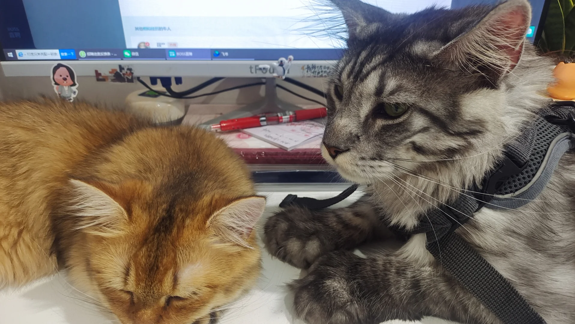 来吧，看小猫怎么睡在我键盘上