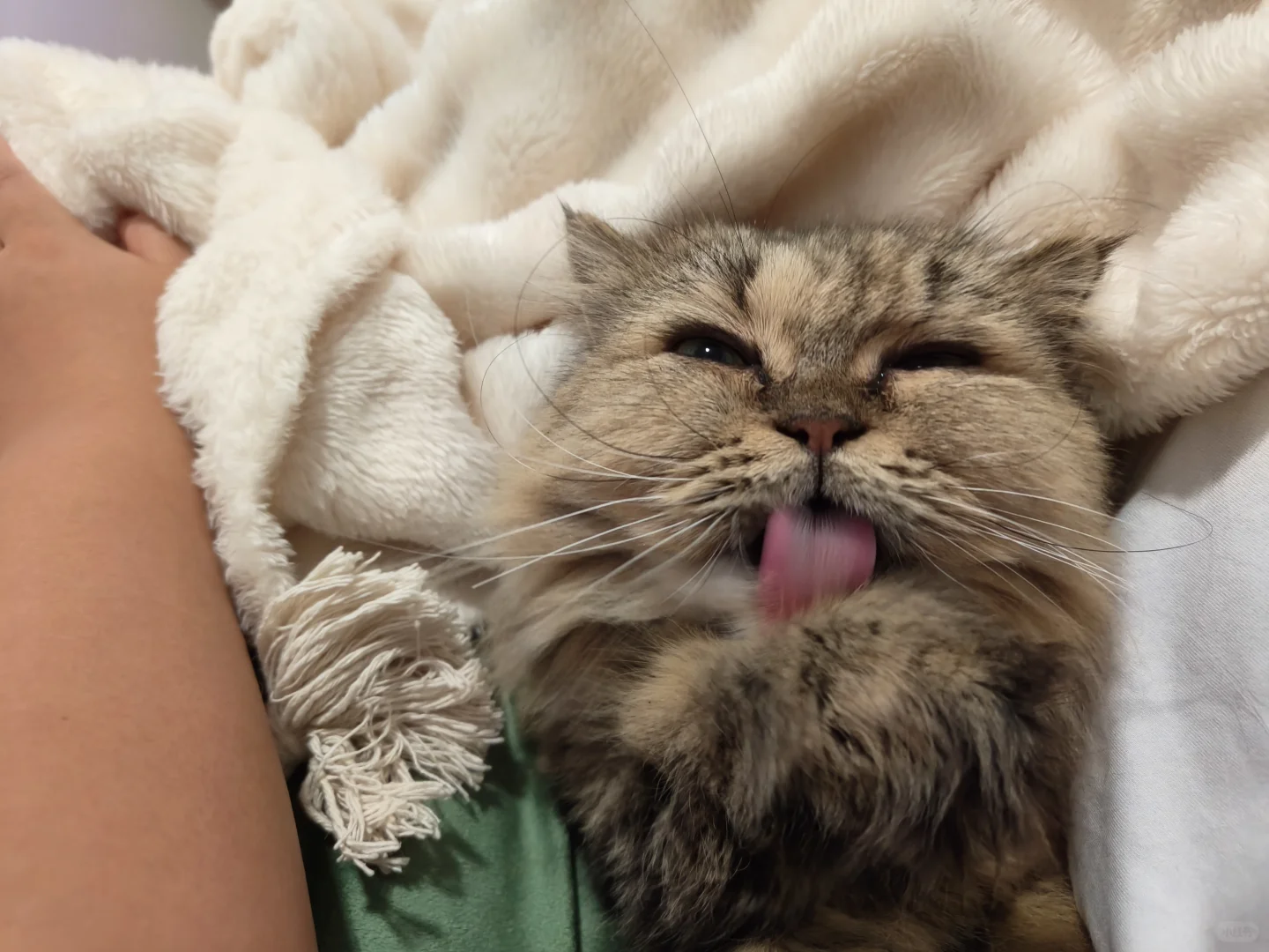 不懂就问！聘猫（纳猫习俗）