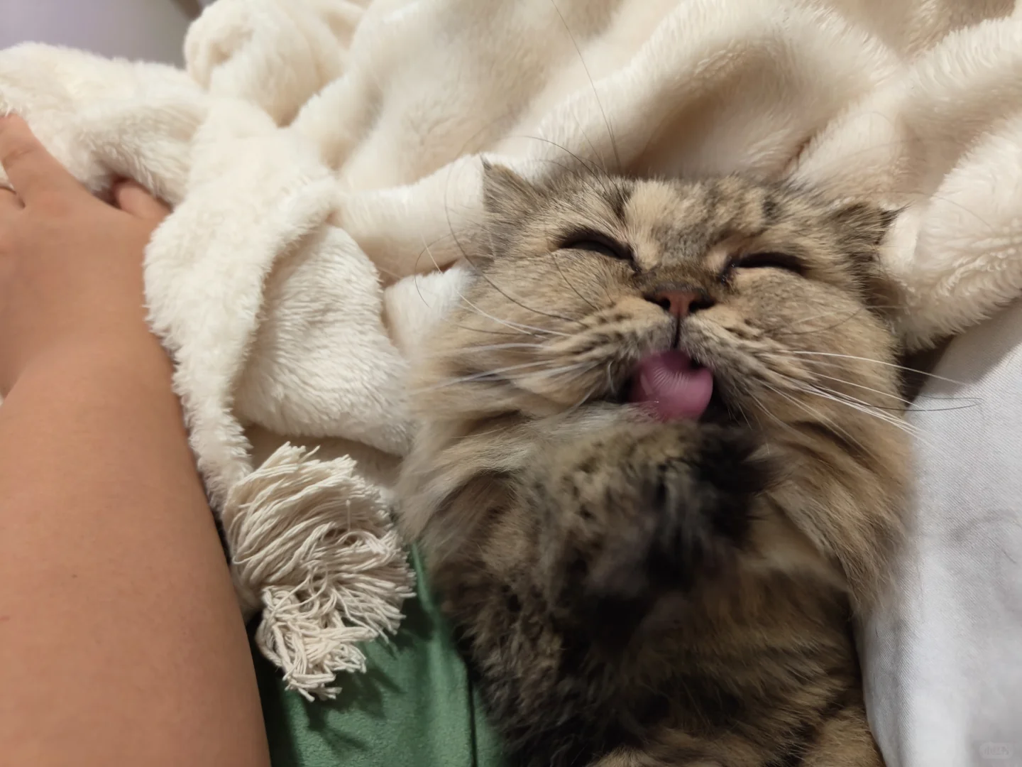 不懂就问！聘猫（纳猫习俗）