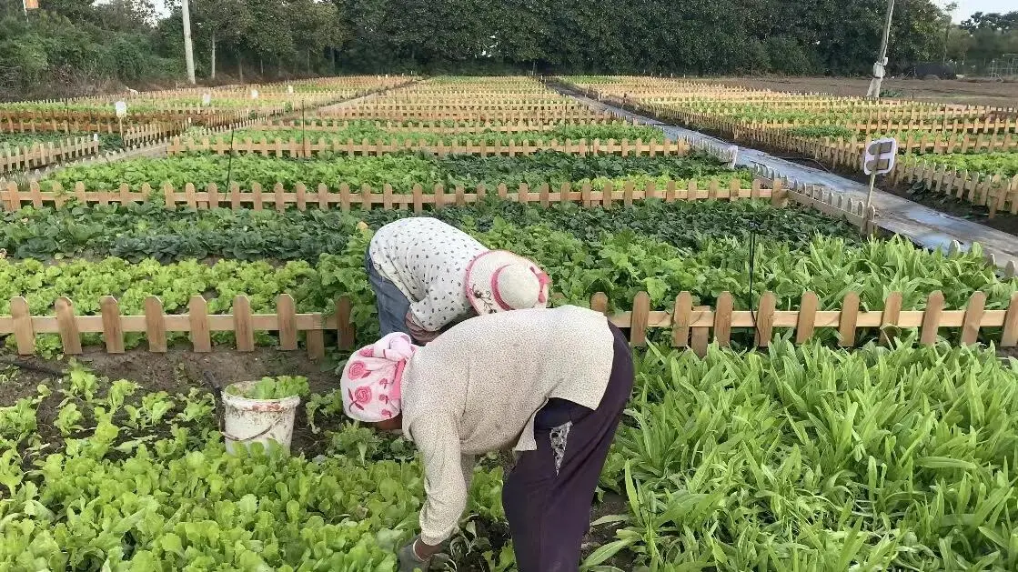 招聘种植人员/招聘种植师傅