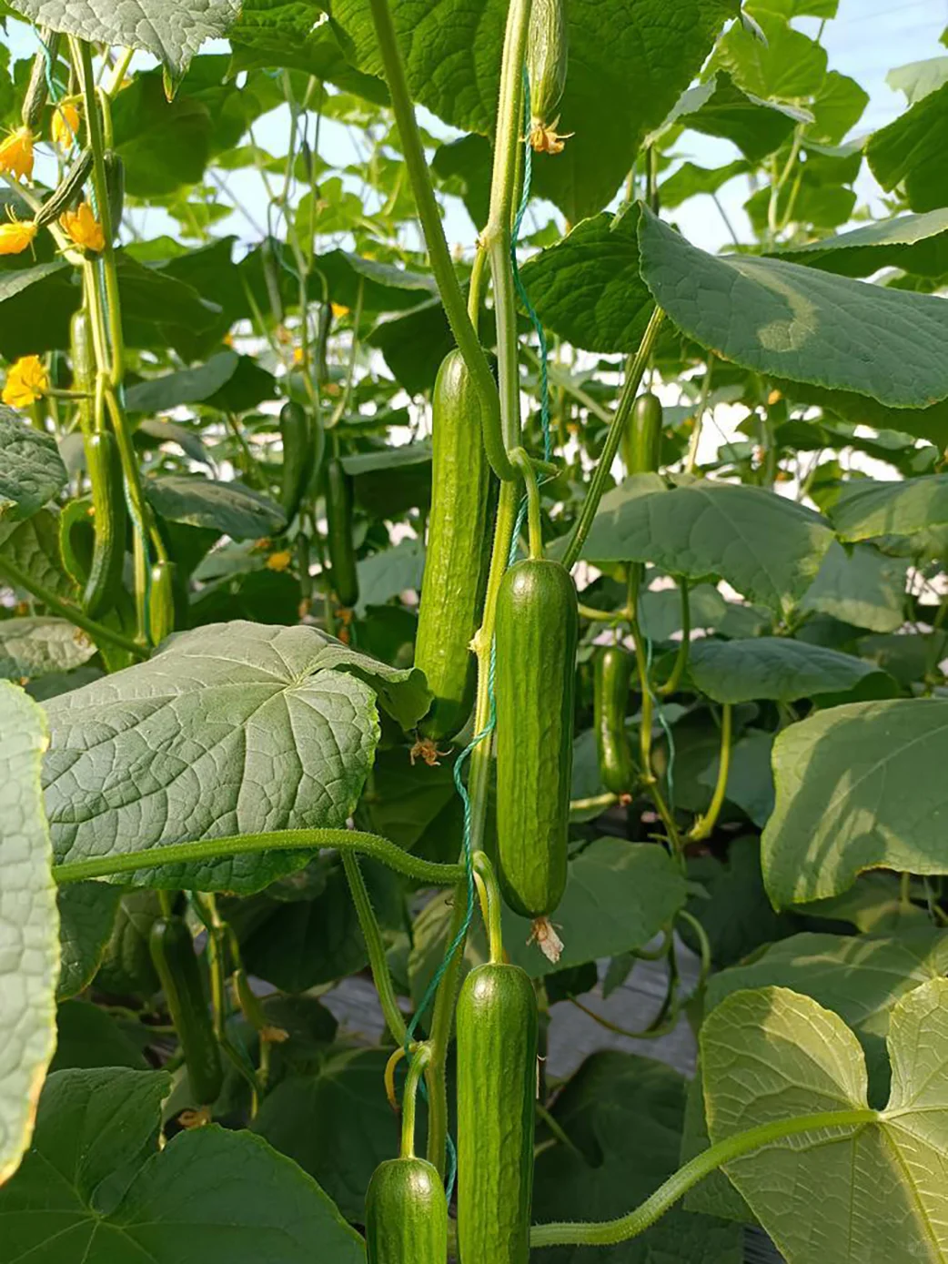 招聘种植人员/招聘种植师傅
