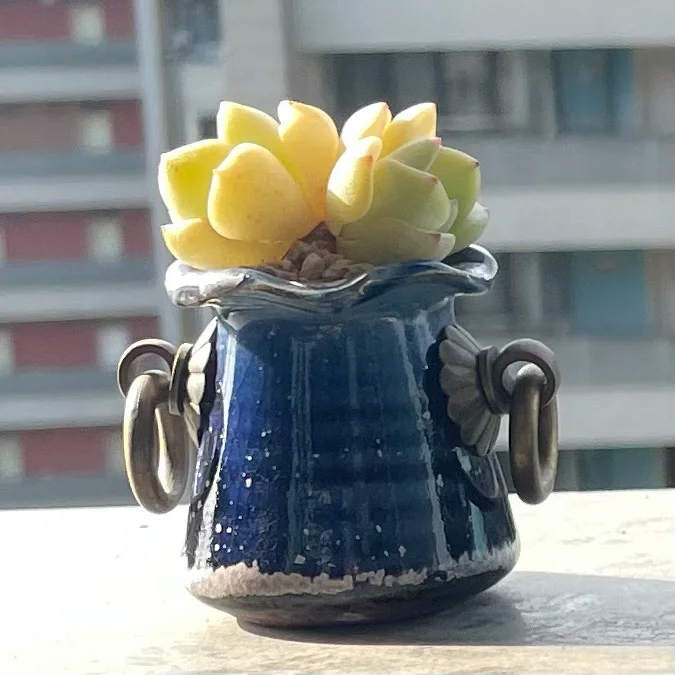 襄阳多肉大棚招聘带货主播
