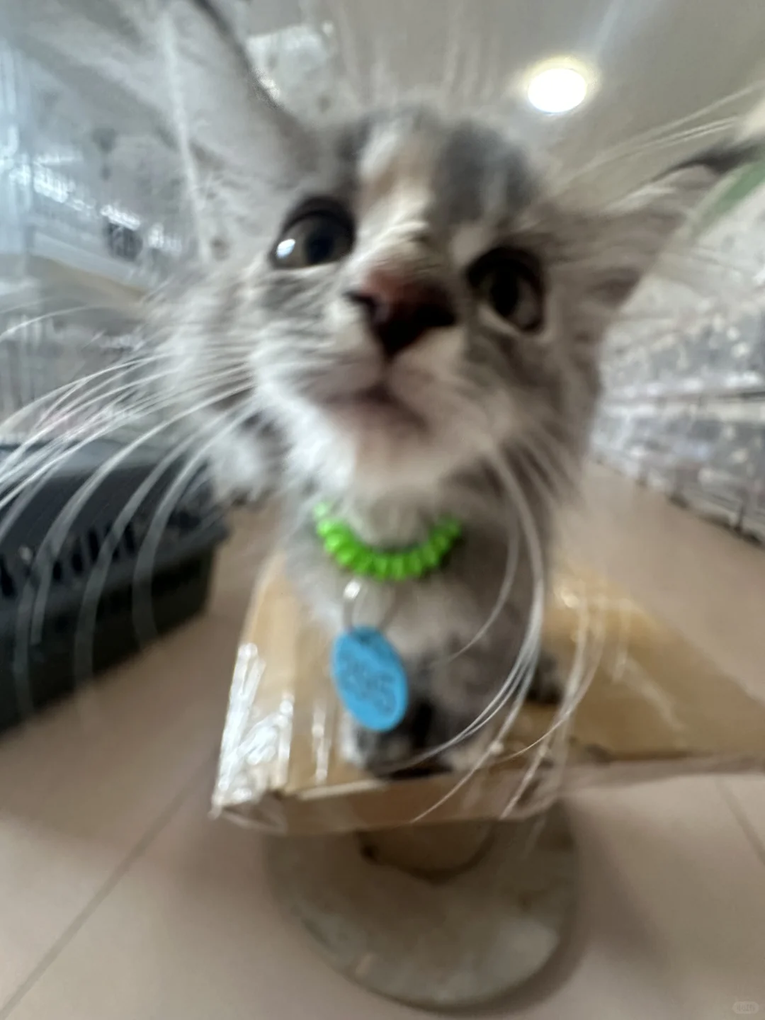 曹县招主播