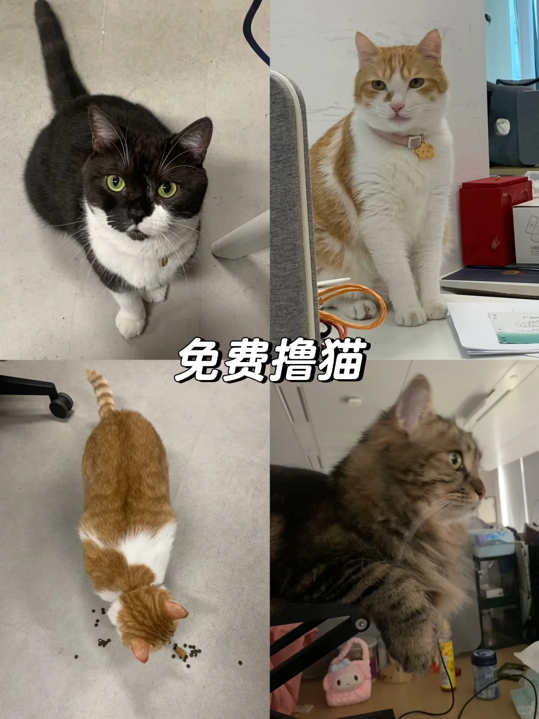 广州头部宠物公司开秋招啦！（可内推