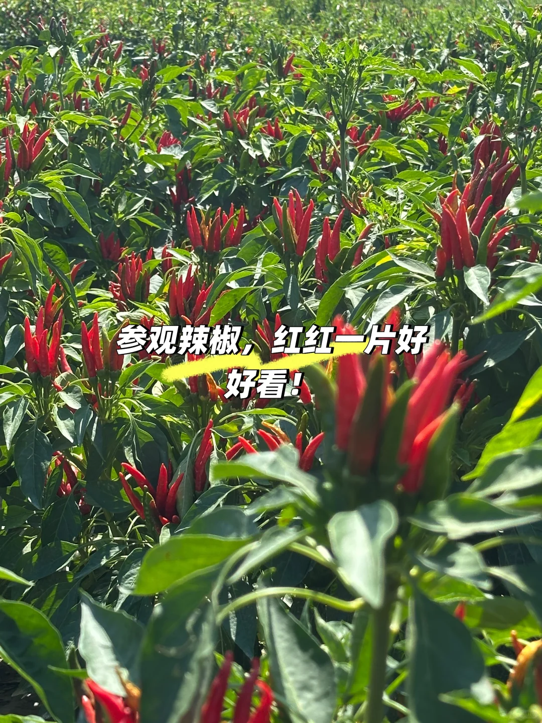 应届农学硕士进入体制内的一天