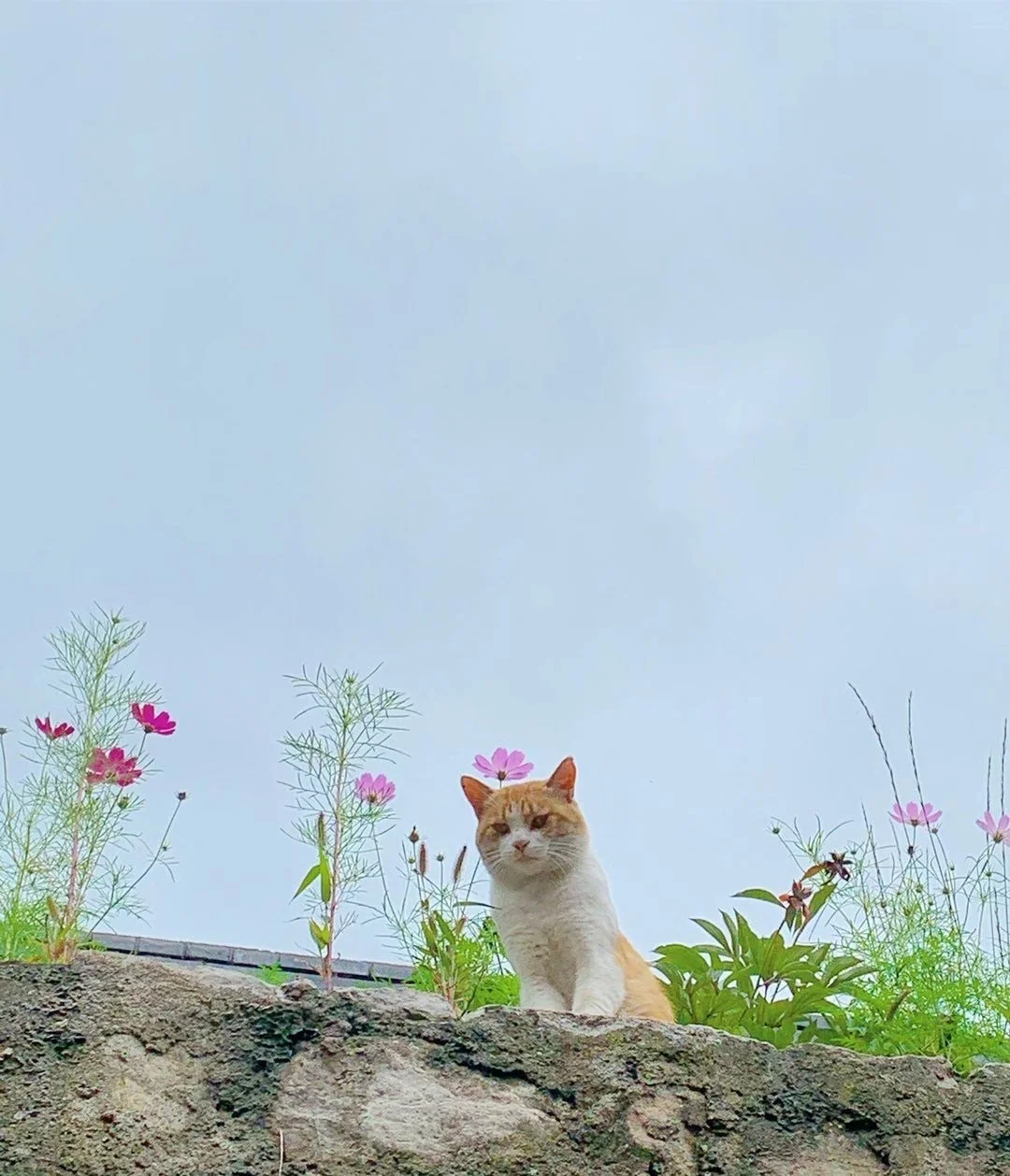 招聘长期住寺人员…非诚勿扰🙏🏻