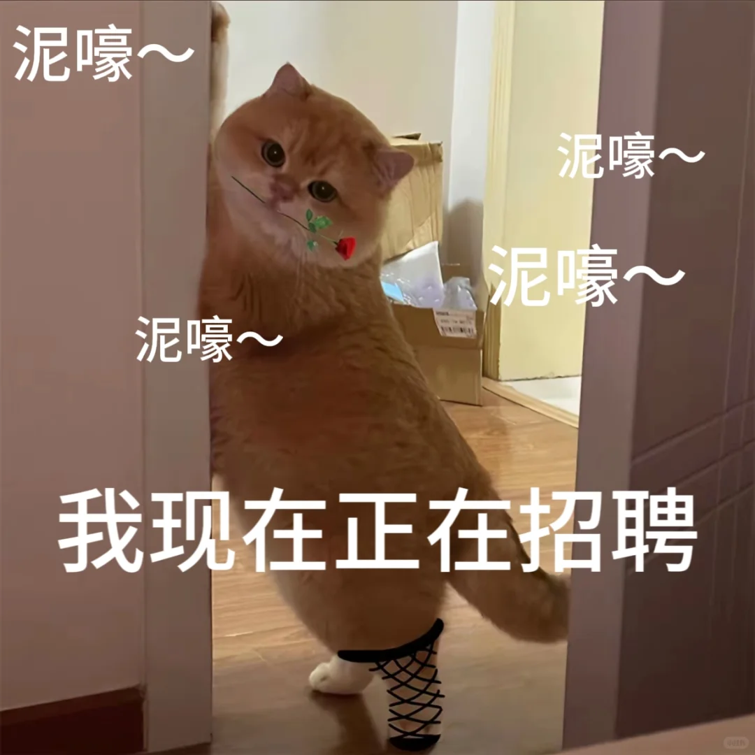 招聘表情包。有需要自行拿取。小猫表情包