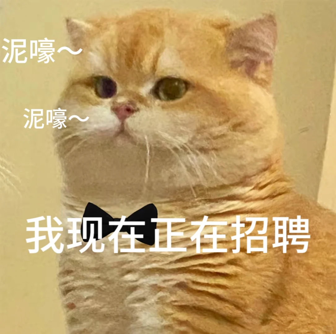 招聘表情包。有需要自行拿取。小猫表情包