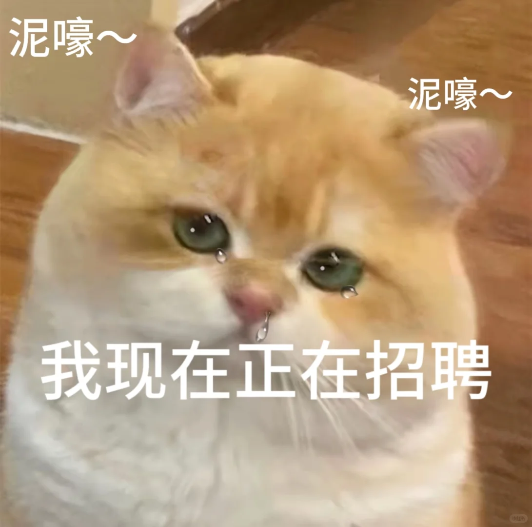招聘表情包。有需要自行拿取。小猫表情包