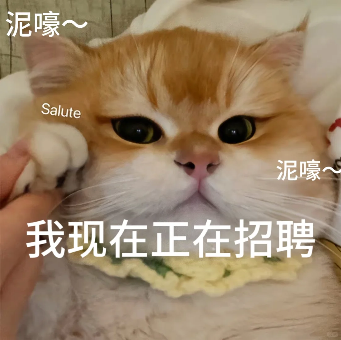 招聘表情包。有需要自行拿取。小猫表情包