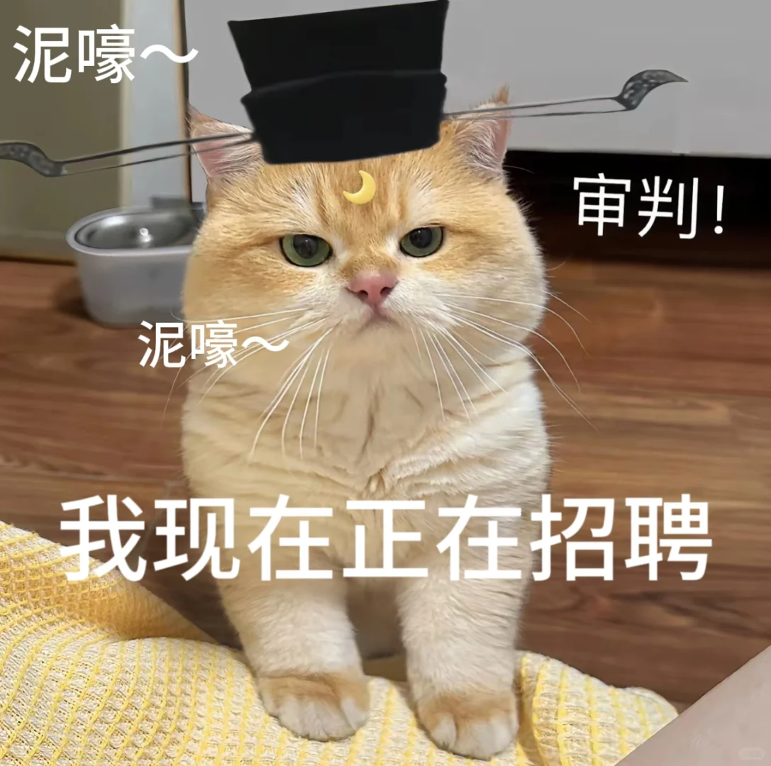 招聘表情包。有需要自行拿取。小猫表情包