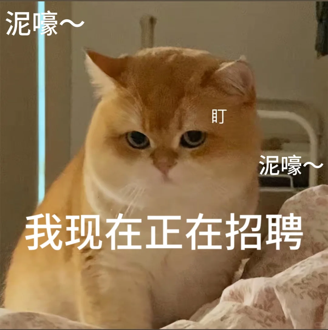 招聘表情包。有需要自行拿取。小猫表情包