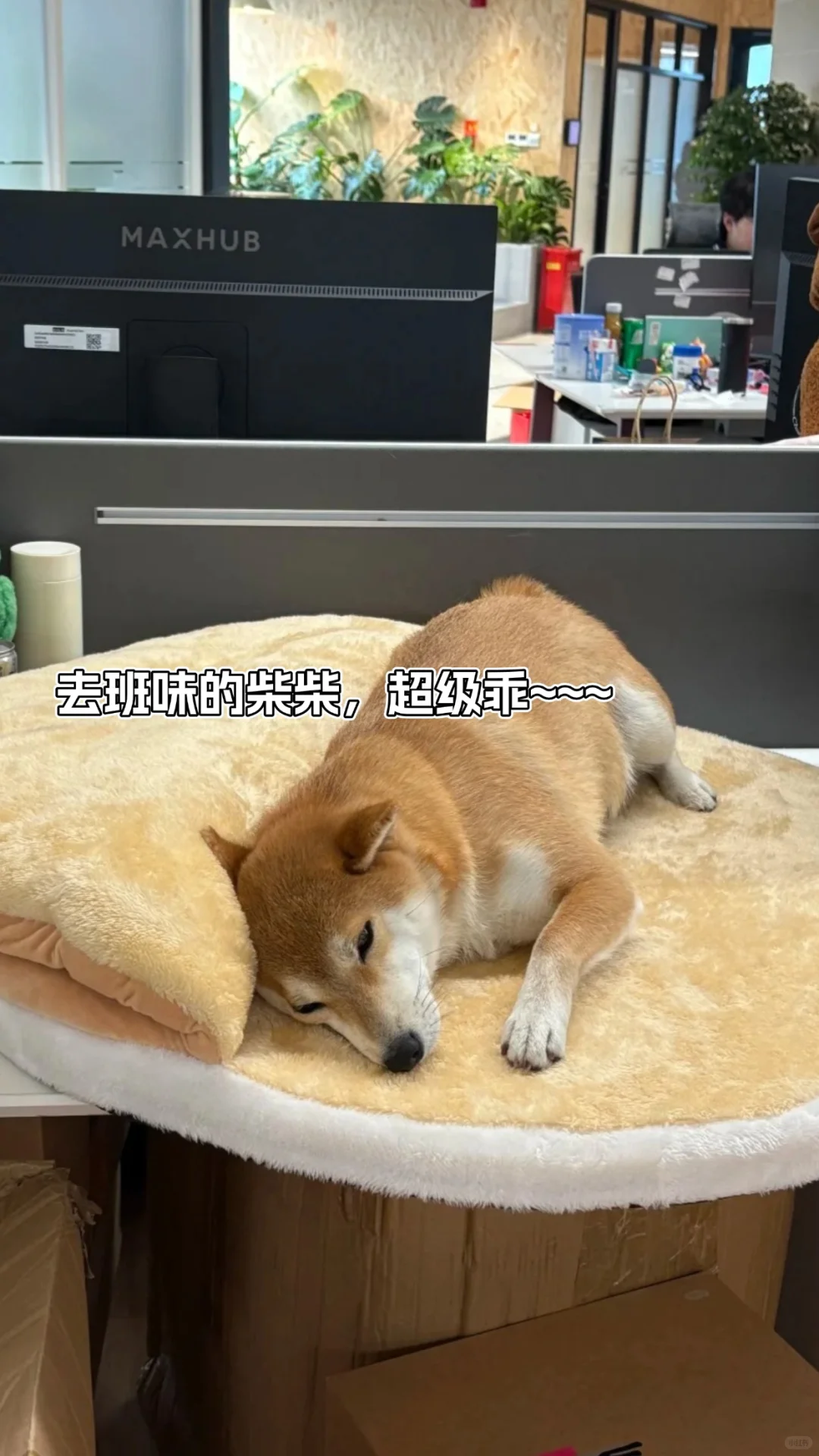 🌷冷更偏爱女生的——音乐外企