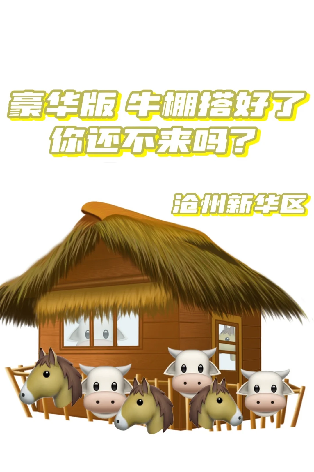 沧州招牛马啦，粮草富裕活不累！