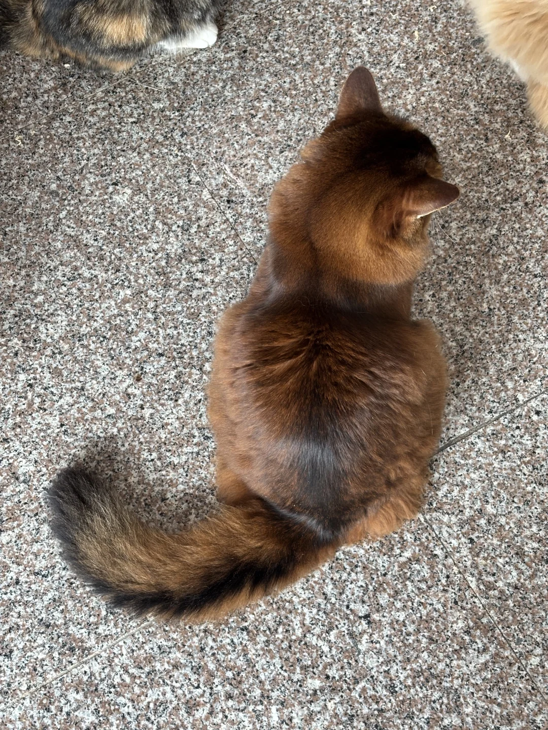 招聘和一群🐱🐱一起直播的主播