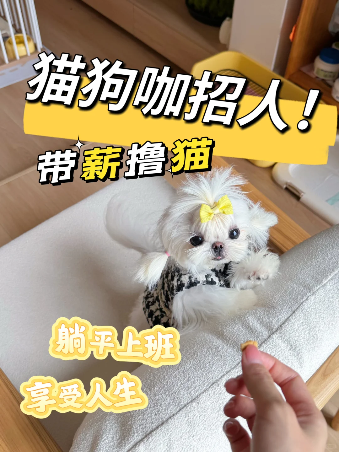 金牛区招人！招人！招人！神仙工作岗位！