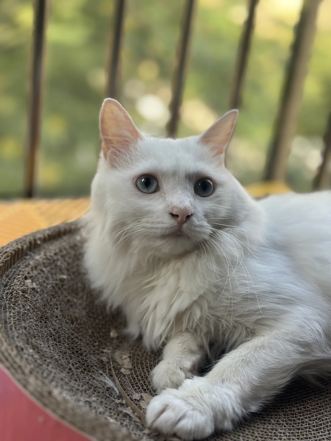 湖州地区找猫猫领养