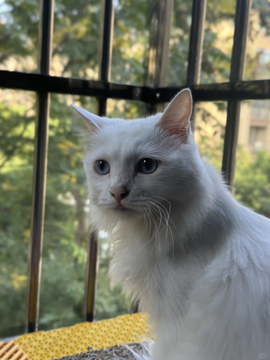 湖州地区找猫猫领养