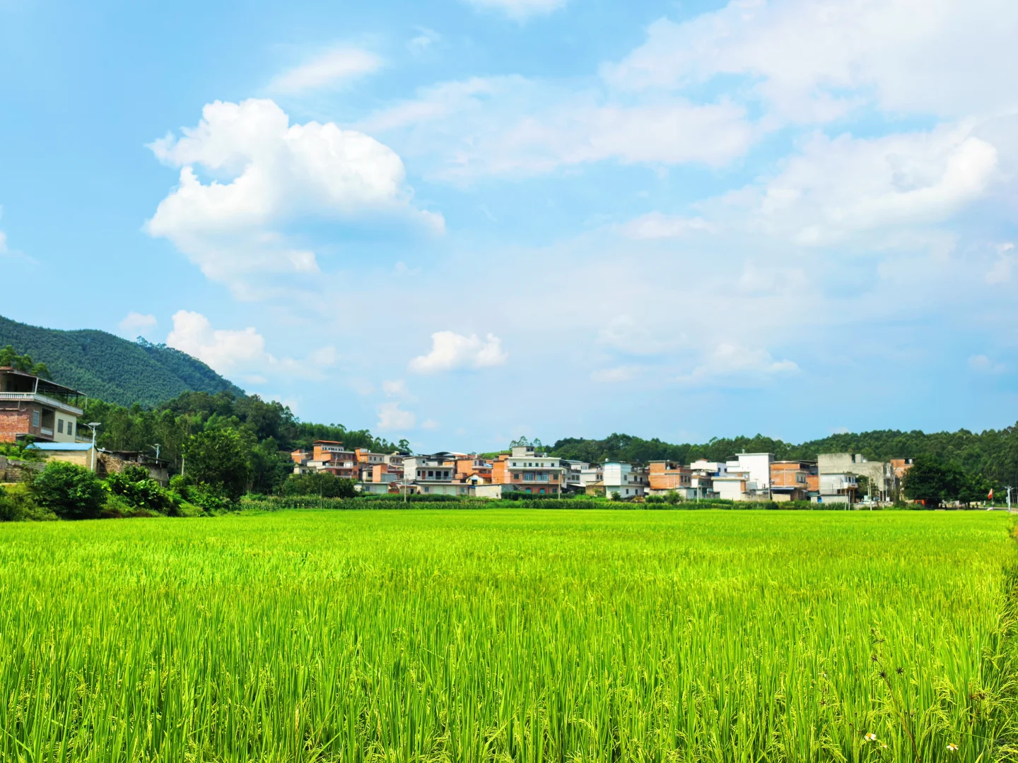 稻田风光