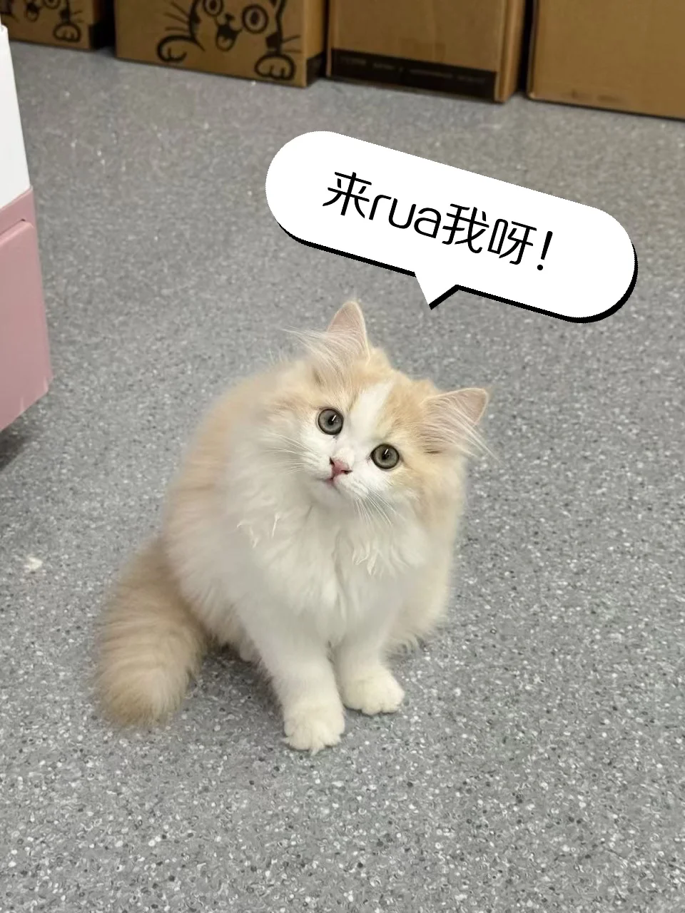 宠物公司招人啦！上四休三带薪撸猫太香了~