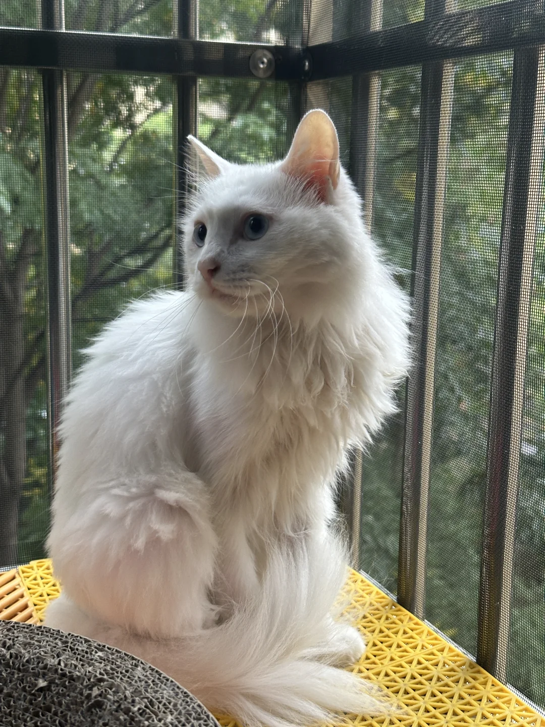 湖州地区找猫猫领养