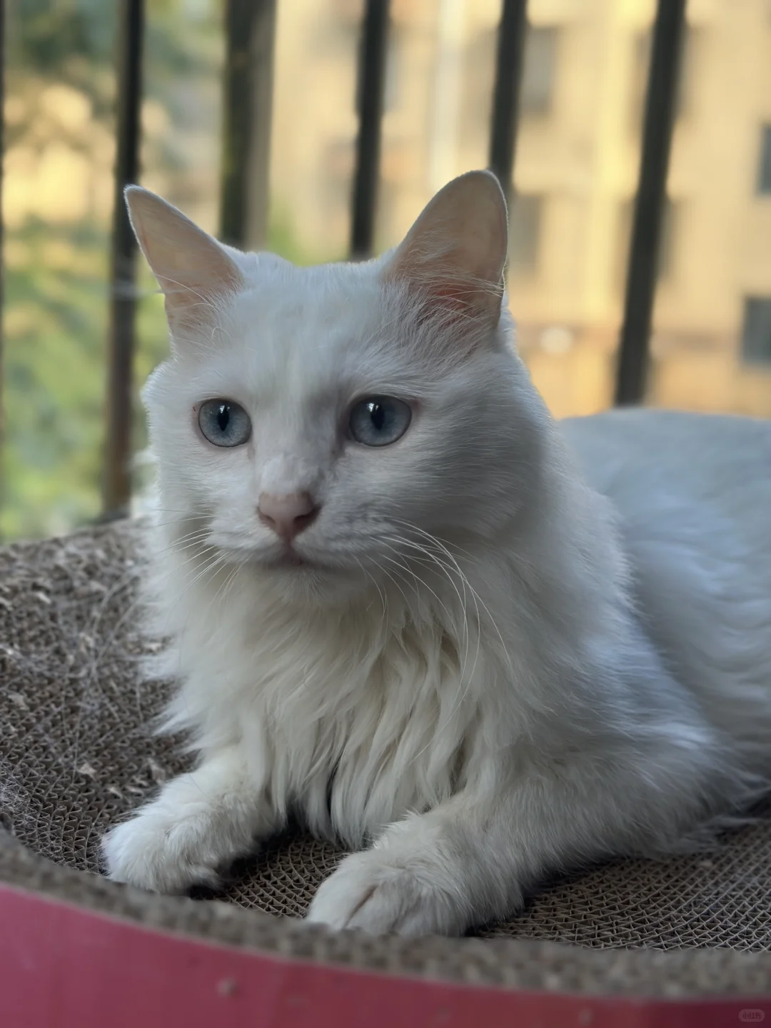 湖州地区找猫猫领养