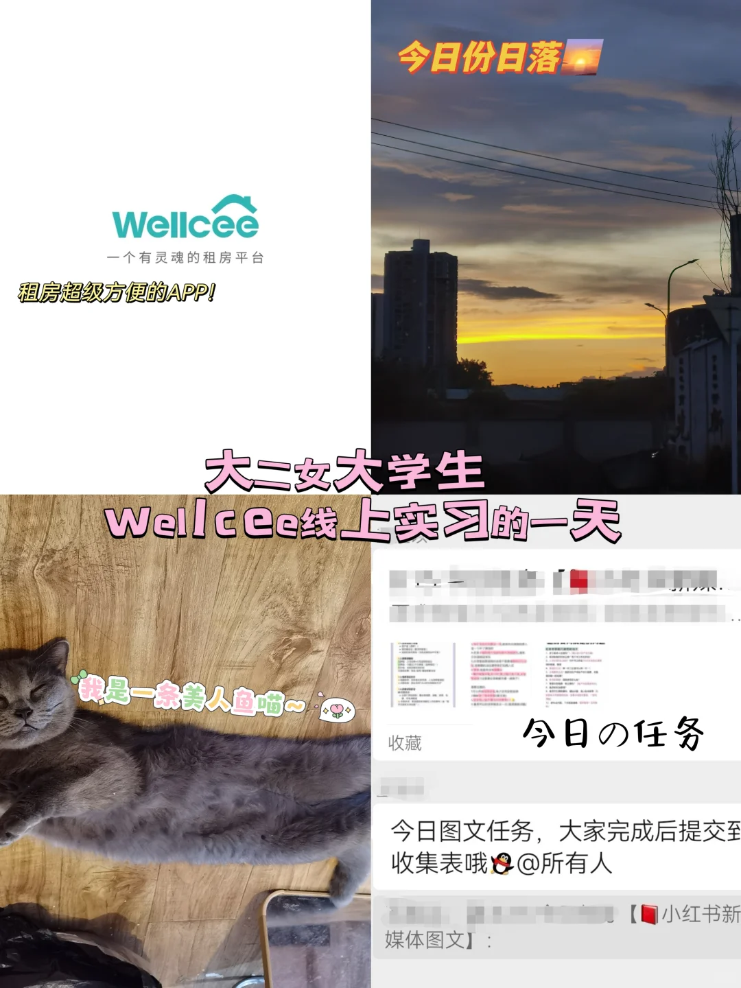 Wellcee远程实习也太香了吧