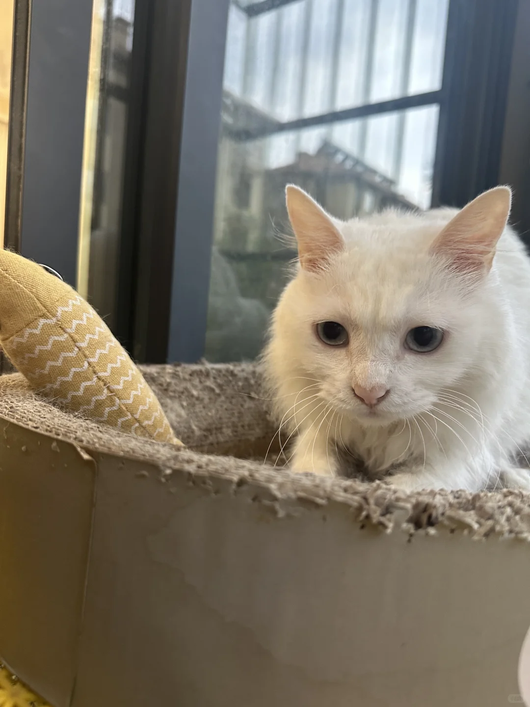 湖州地区找猫猫领养